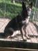 C-Nala 2 vom Old Guard