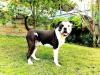 CB Bulldogs Ranger Of Tavarez