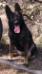 Baguira Real K-9