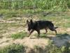 Rasco von Bismack