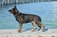  Buck Wild Vom Harterhund