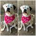 Danno's Adorabull Annka Brunhilda