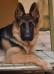 Dux Maximus Brutus do Pastor do Serro