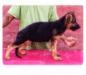 Moka Kuwait k9-team