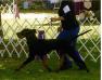 Windbourne ScoutOut In High Pursuit of Carlin