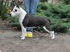 JCh.,CH&Gr.Ch.RUS&UA, BLR, RKF, AST NBC Rus, CACIB Pride Leon Zurbagan Gift