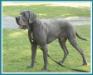  Ruffhouse's Levi Titan