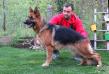 Misty Vardar Wolf von Johnnie Hof