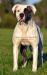 Southside's Urban Legend @ Theora American Bulldogs
