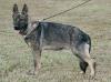 Dutchess von Johnson