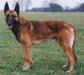  Cody (Dhr. B. Huijs, Baarlo)