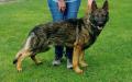 Ammo vom Alabama Police K9