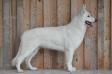 V1, CACA, CACIB, BOS, WSÖCAC, BOB, Austria-Champion Isskia of White Finess