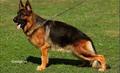 Gus vom Shepherdland
