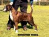 Campeona Chilena Campeona Joven Chilena Pitineitor Winka