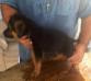 Darby Guter Mann Vom Kirsys