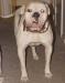 Sauga City's Serena of Daug Embassy Bulldogs