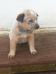 BRUTUS RED do NVBK HEELER SELIVON