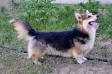 RU JCH Corgilandia Hullygully