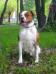 Bulldrow Kalambina