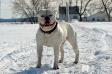 Masterbully's Koopa Troopa of MB/FFB
