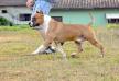  Gumball Strong Fortress Dog`s