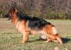 Zuri Shelby Vom Mittelwest