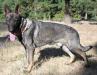 Ace Von Wahrer Freund
