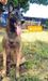 MANALO K9's SASHA