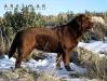 Canis Amicus Hirina