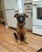 Providence German Shepherds Dane