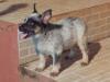 BATMAN BLUE HEELER SELIVON