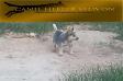 TEXAS HEELER SELIVON