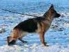 Hope Li Vom Kirsys