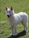 Perro Blanco´s Keyla Soul