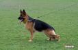 Riddick vom Demina Hof