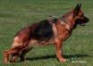 Rayna vom Mittelwest