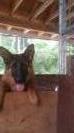 zoe vom haus loyal german shepherds