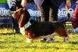 SGCH.UA,Vet.CH, 16*ВВВ, 10* CACIB, TDB 2021 Edwin Long Сastle Нound