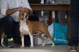AMSTAFF STYLE HOPE FOR ALL