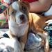 Nordic American Bulldogs Charlotte