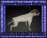 Sir Otis of Tunnel Springs