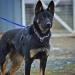 Echo Vom Alabama Police K9