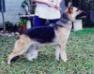 Rin Tin Tins Scarlet Ohare