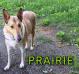 Prairie