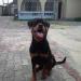  Brockz of Shepherfield Kennels