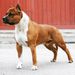 CH, GCH, JCH, KAROL CHARLIE BROWN Presburg Staff