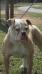 Ohana's Lucy of Bull Pull's