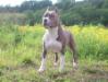 GR.CH RUS, CH RUS, 2xCH CLUB RUS Greit U`Grey
