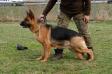 NEGRA spod Gichty FCI